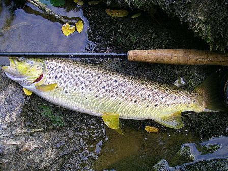 Photo de truite fario en peche a la mouche au Pays Basque
