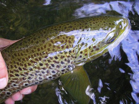 Photo de truite fario en peche a la mouche au Pays Basque