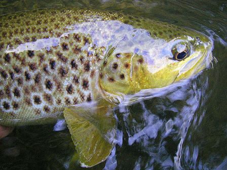 Photo de truite fario en peche a la mouche au Pays Basque