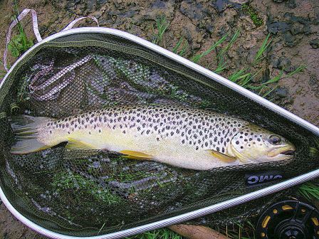 Photo de truite fario en peche a la mouche sur la nive au pays basque