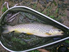 Photo de truite fario en peche a la mouche sur la nive au pays basque