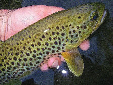 Photo de truite fario en peche a la mouche sur la nive au pays basque