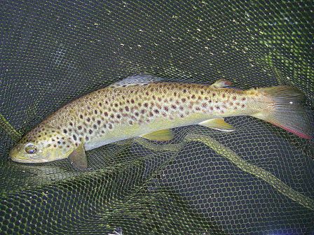 Photo de truite fario en peche a la mouche sur la nive au pays basque