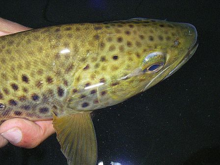 Photo de truite fario en peche a la mouche sur la nive au pays basque