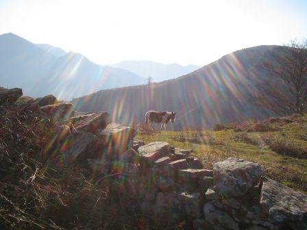 Pottok sur l'Artzamendi au dessus du Baztan au Pays Basque