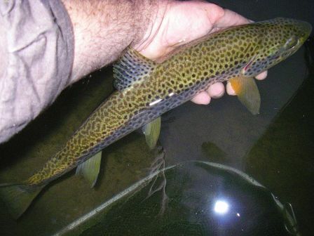 ruite fario 46 cm en peche a la mouche