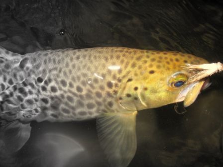Truite fario au coup du soir sur sedge sur la Nive a Louhossoa au Pays Basque