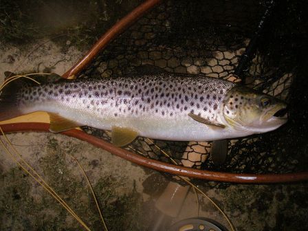 Truite fario Nive Pays Basque 14 mars 2008