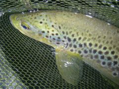 photo de truite fario en peche a la mouche au pays basque