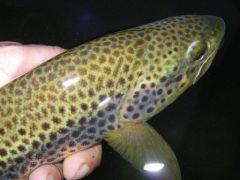 truite fario 46 cm en peche a la mouche