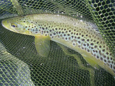 photo de truite fario en peche a la mouche au pays basque