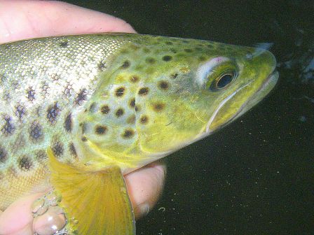 truite fario en peche a la mouche au pays basque