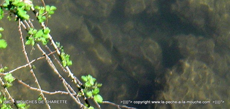 truite-peche-a-la-mouche-06avril2014-002.jpg, avr. 2014 truite-peche-a-la-mouche-06avril2014-002.jpg