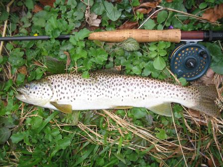 truite peche a la mouche mars 2007 nive de baigorry pays basque
