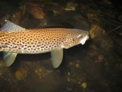 Dernière truite de la Grande Nive au Pays Basque saison 2007