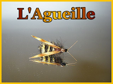 mouche-agueille.png