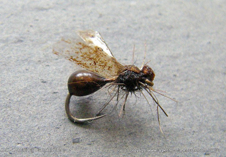 montage-mouche-fourmi-corps-maxima-002.jpg, juil. 2014 montage-mouche-fourmi-corps-maxima-002.jpg