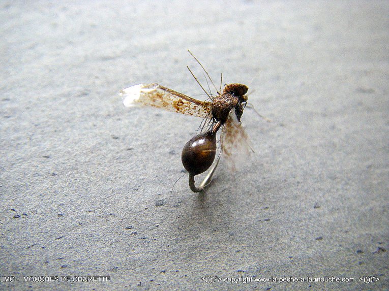 montage-mouche-fourmi-corps-maxima-003.jpg, juil. 2014 montage-mouche-fourmi-corps-maxima-003.jpg