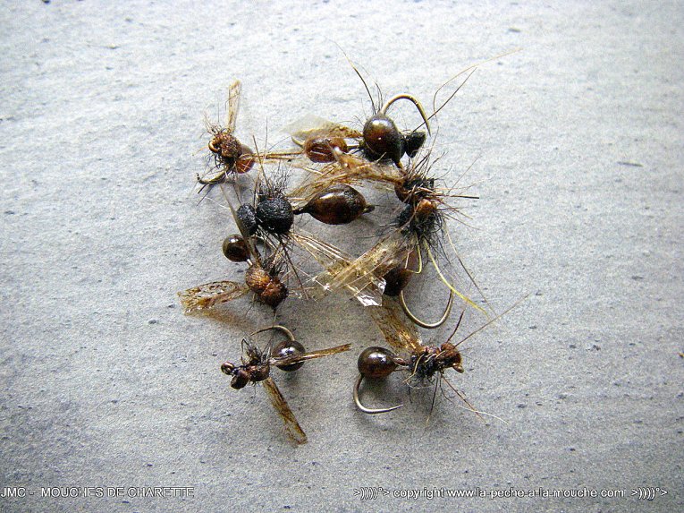 montage-mouche-fourmi-corps-maxima-1.jpg, juil. 2014 montage-mouche-fourmi-corps-maxima-1.jpg