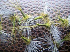 photo montage comparadun olive bwo