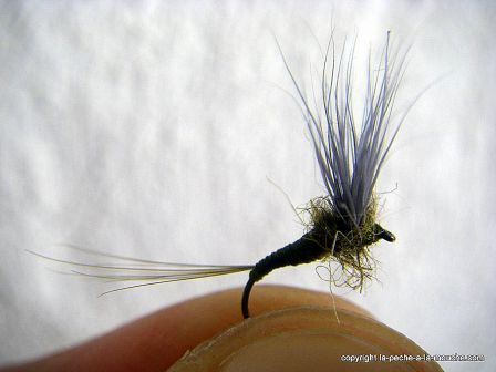 photo-montage-comparadun-olive-bwo-9.jpg, fév. 2012 photo-montage-comparadun-olive-bwo-9.jpg