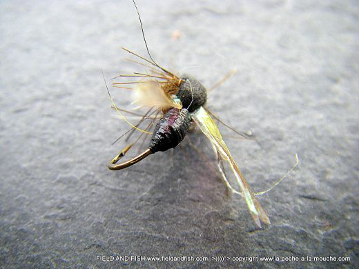 photo-montage-fourmi-ailee-2012-002.jpg, juil. 2012 photo-montage-fourmi-ailee-2012-002.jpg