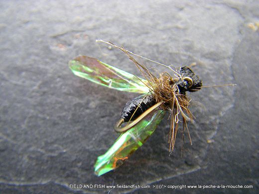 photo-montage-fourmi-ailee-2012-003.jpg, juil. 2012 photo-montage-fourmi-ailee-2012-003.jpg