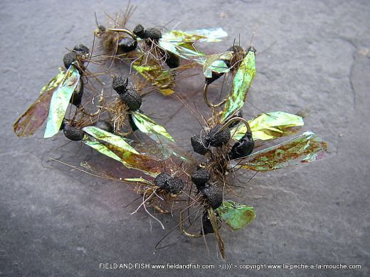 photo-montage-fourmi-ailee-2012-1.jpg, juil. 2012 photo-montage-fourmi-ailee-2012-1.jpg