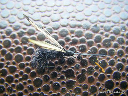 photo montage fourmi ailee antron, juil. 2010