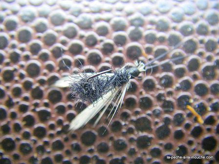 photo montage fourmi ailee antron, juil. 2010