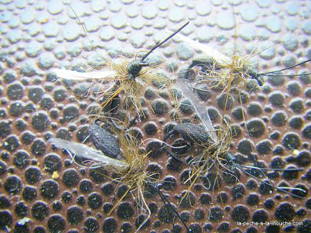 photo-montage fourmi ailee neoprene, juil. 2010