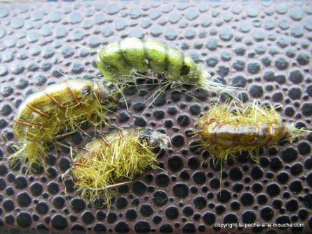 photo-montage-mouche-gammare, juil. 2011 photo-montage-mouche-gammare