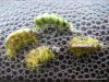  photo-montage-mouche-gammare 