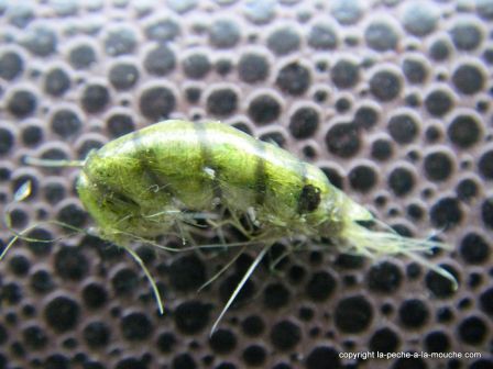 photo-montage-mouche-gammare, juil. 2011 photo-montage-mouche-gammare