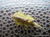  photo-montage-mouche-gammare- 1 