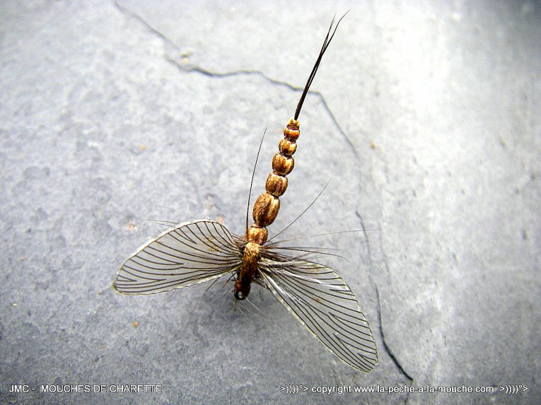 photo-montage-mouche-march-brown-corps-detache-002.jpg
