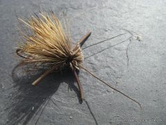 photo montage  du elk hair caddis avec rubber legs