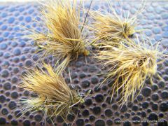 photo-montage-mouche-sedge-juillet2011-1.JPG