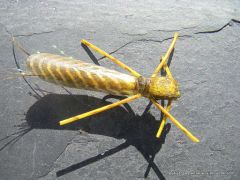photo montage rogue foam golden stonefly