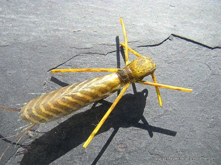 photo-montage-plecoptere-pattern-golden-rogue-stonefly-foam-5.jpg, fév. 2012 photo-montage-plecoptere-pattern-golden-rogue-stonefly-foam-5.jpg