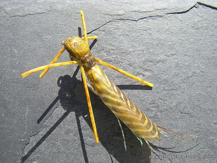 photo-montage-plecoptere-pattern-golden-rogue-stonefly-foam-6.jpg, fév. 2012 photo-montage-plecoptere-pattern-golden-rogue-stonefly-foam-6.jpg