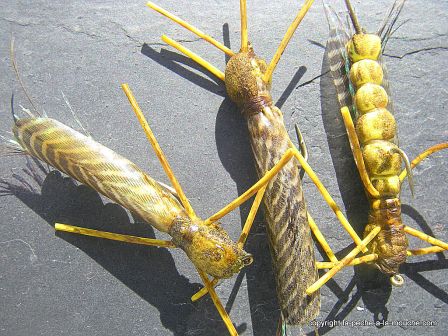 photo-montage-plecoptere-pattern-golden-rogue-stonefly-foam-7.jpg, fév. 2012 photo-montage-plecoptere-pattern-golden-rogue-stonefly-foam-7.jpg
