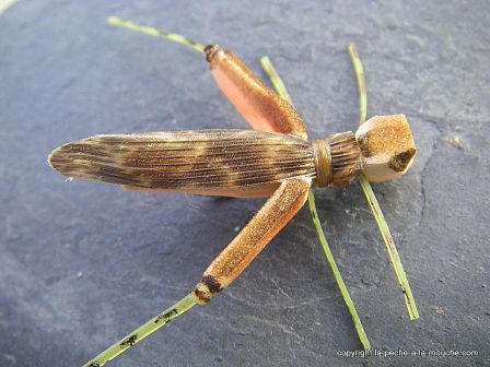 photo-montage-sauterelle-evolution-fred-hopper-pattern-foam-hopper-10.jpg, fév. 2012 photo-montage-sauterelle-evolution-fred-hopper-pattern-foam-hopper-10.jpg