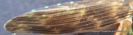 photo-montage-sauterelle-evolution-fred-hopper-pattern-foam-hopper-12.jpg, fév. 2012 photo-montage-sauterelle-evolution-fred-hopper-pattern-foam-hopper-12.jpg