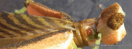 photo-montage-sauterelle-evolution-fred-hopper-pattern-foam-hopper-16.jpg, fév. 2012 photo-montage-sauterelle-evolution-fred-hopper-pattern-foam-hopper-16.jpg