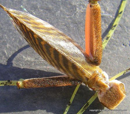 photo-montage-sauterelle-evolution-fred-hopper-pattern-foam-hopper-17.jpg, fév. 2012 photo-montage-sauterelle-evolution-fred-hopper-pattern-foam-hopper-17.jpg