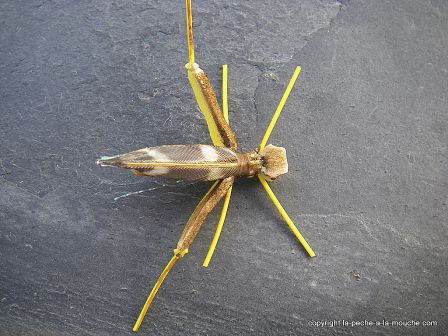 photo-montage-sauterelle-evolution-fred-hopper-pattern-foam-hopper-3.jpg, fév. 2012 photo-montage-sauterelle-evolution-fred-hopper-pattern-foam-hopper-3.jpg