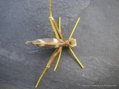 photo montage imitation sauterelle : la Fred's Hopper evolution rosée