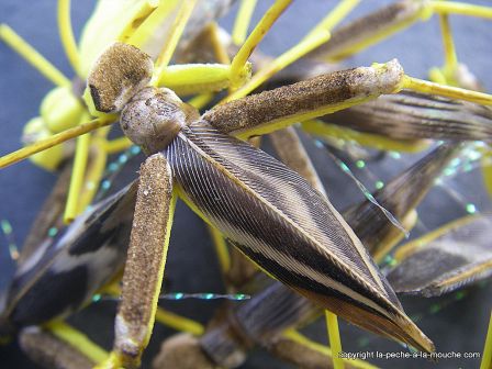 photo-montage-sauterelle-evolution-fred-hopper-pattern-foam-hopper-5.jpg, fév. 2012 photo-montage-sauterelle-evolution-fred-hopper-pattern-foam-hopper-5.jpg