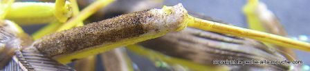 photo-montage-sauterelle-evolution-fred-hopper-pattern-foam-hopper-6.jpg, fév. 2012 photo-montage-sauterelle-evolution-fred-hopper-pattern-foam-hopper-6.jpg